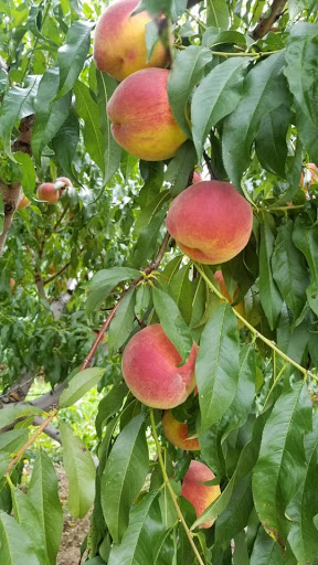 Produce Market «Race Farm», reviews and photos, 87 Belcher Rd, Blairstown, NJ 07825, USA