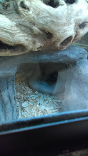 Pet Supply Store «PetSmart», reviews and photos, 4240 S Mooney Blvd, Visalia, CA 93277, USA