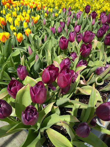 Home Improvement Store «The Home Depot», reviews and photos, 4095 US-1, Monmouth Junction, NJ 08852, USA