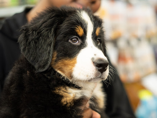 Pet Store «Petland of Plantation», reviews and photos, 801 S University Dr, Plantation, FL 33324, USA