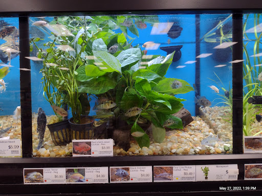 Pet Store «Pet Supermarket», reviews and photos, 2542-2598 S Washington Ave, Titusville, FL 32780, USA