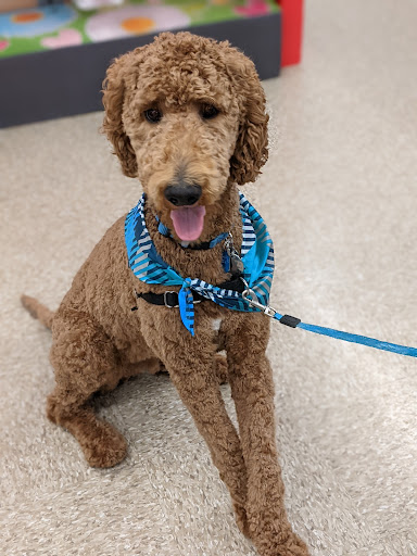 Pet Supply Store «PetSmart», reviews and photos, 620 N West End Blvd, Quakertown, PA 18951, USA