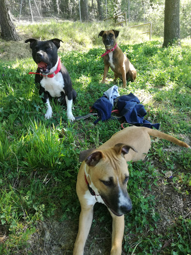 CENTRO CANINO INDARTXU en Altube, Álava