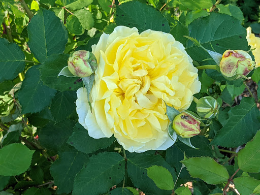 History Museum «Pittock Mansion», reviews and photos, 3229 NW Pittock Dr, Portland, OR 97210, USA