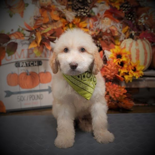 Pet Store «Pet Planet», reviews and photos, 11968 S Redwood Rd, Riverton, UT 84065, USA