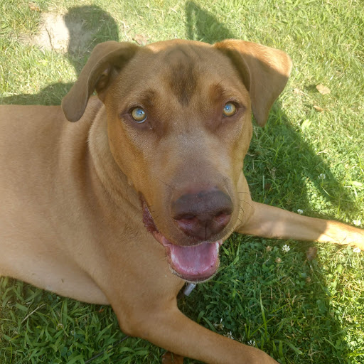 Pet Supply Store «Pet Supplies Plus», reviews and photos, 30450 Lakeshore Blvd, Willowick, OH 44095, USA