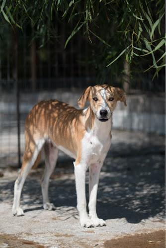 Αξιολογήσεις για το Sitia Animal Rescue στην Σητεία - Εκπαιδευτής σκύλου