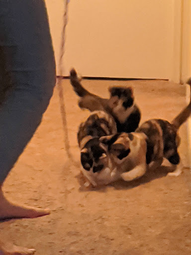 Animal Shelter «Humane Society of Ocean City», reviews and photos, 1 Shelter Rd, Ocean City, NJ 08226, USA