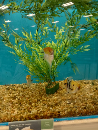 Pet Supply Store «PetSmart», reviews and photos, 5650 Mercury Dr, Dearborn, MI 48126, USA