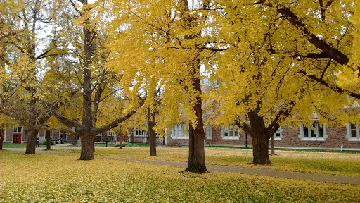 Washington University in St. Louis - McKelvey School of Engineering