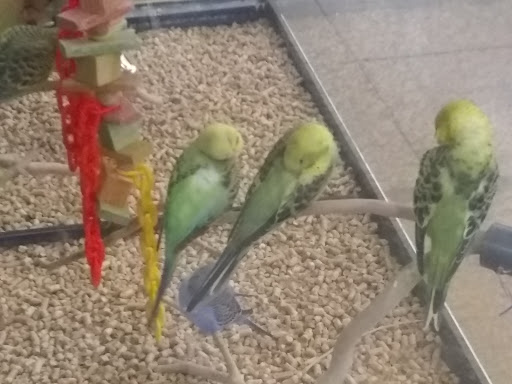 Pet Supply Store «PetSmart», reviews and photos, 5812 Youngstown Warren Rd, Niles, OH 44446, USA