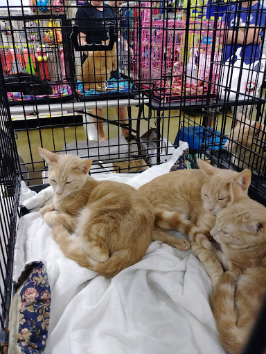 Pet Supply Store «PetSmart», reviews and photos, 745 W Huntington Dr, Monrovia, CA 91016, USA