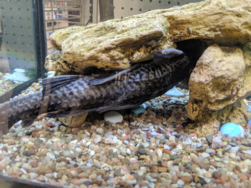 Pet Supply Store «PetSmart», reviews and photos, 777 S Willow St, Manchester, NH 03103, USA