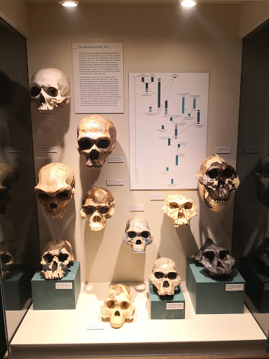 Natural History Museum «Harvard Museum of Natural History», reviews and photos, 26 Oxford St, Cambridge, MA 02138, USA