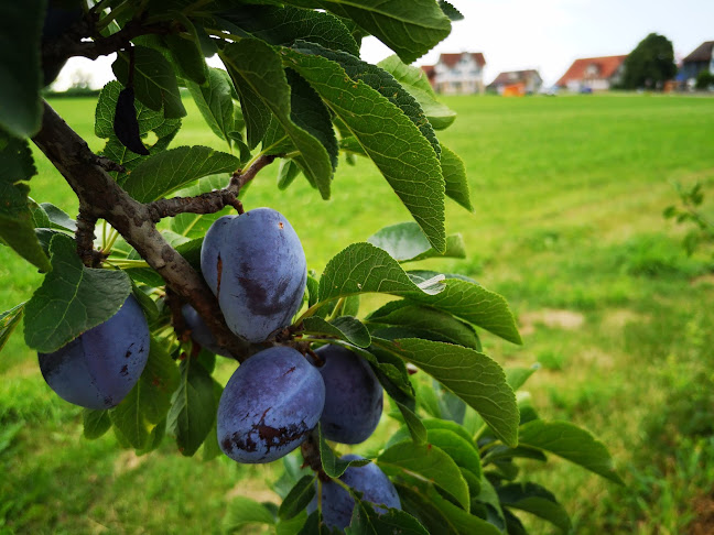 Hofladen Scherrer Früchte von Hier