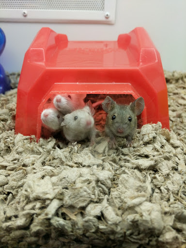 Pet Supply Store «Petco Animal Supplies», reviews and photos, 6425 Keizer Station Blvd, Keizer, OR 97303, USA