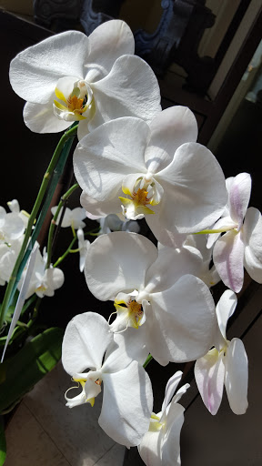 Florist «Floral Dimensions», reviews and photos, 3401 University Dr, Durham, NC 27707, USA