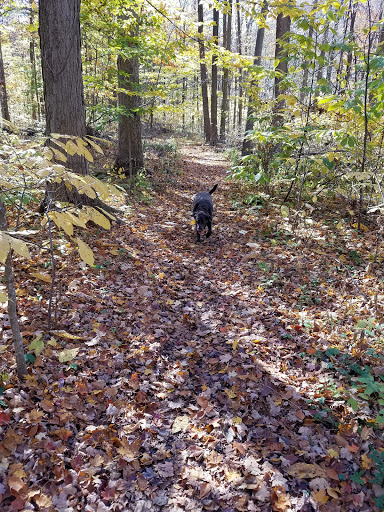 Nature Preserve «Burnett Woods», reviews and photos, 8264 E County Rd 100 S, Avon, IN 46123, USA