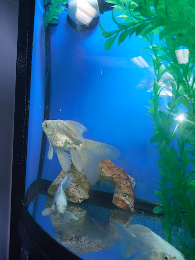 Pet Store «All Pets Club», reviews and photos, 405 Queen St, Southington, CT 06489, USA