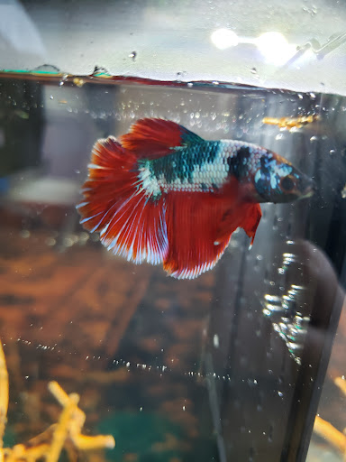 Pet Store «Exotic Fish», reviews and photos, 406 Northside Dr # F, Valdosta, GA 31602, USA