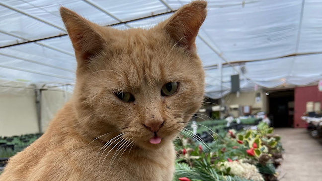 Bregnholt Blomster ApS og Gartneri - Nykøbing Falster
