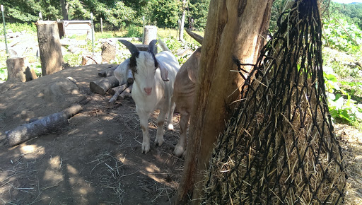 Butcher Shop «Lebanese Butchers Slaughterhouse», reviews and photos, 241 W Shirley Ave, Warrenton, VA 20186, USA