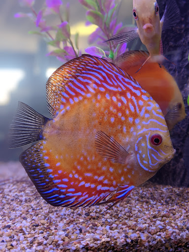 Tropical Fish Store «Aquatics & Exotics», reviews and photos, 7513 Hamilton Ave, Cincinnati, OH 45231, USA