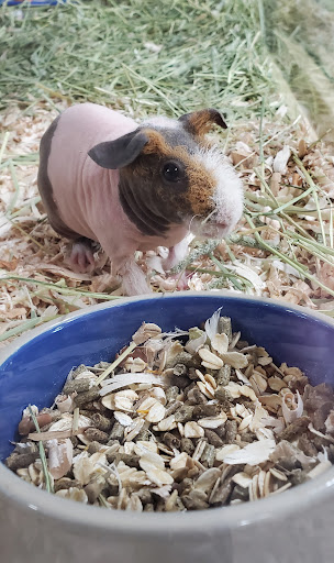 Pet Supply Store «Pet Supermarket, Inc.», reviews and photos, 1052 Peachtree Industrial Blvd, Suwanee, GA 30024, USA