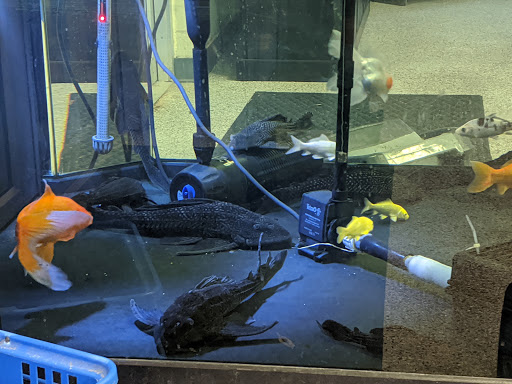 Aquarium Shop «Wet Pets by Steve», reviews and photos, 504 W Main St, Norman, OK 73069, USA