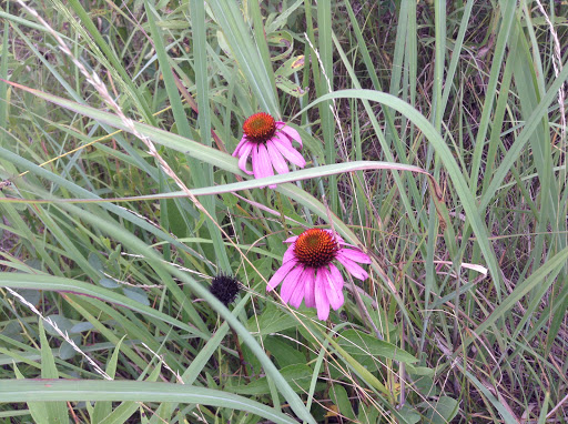National Park «Herbert Hoover National Historic Site», reviews and photos, 110 Parkside Dr, West Branch, IA 52358, USA