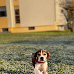 Photo n° 2 de l'avis de Inès.a fait le 09/12/2023 à 13:56 pour Le Clos Du Bonheur (Élevage, pension canine, animalerie) à Serley