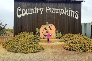 Country Pumpkins image