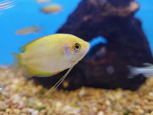 Pet Supply Store «Petco Animal Supplies», reviews and photos, 2353 Myers St, Oroville, CA 95966, USA