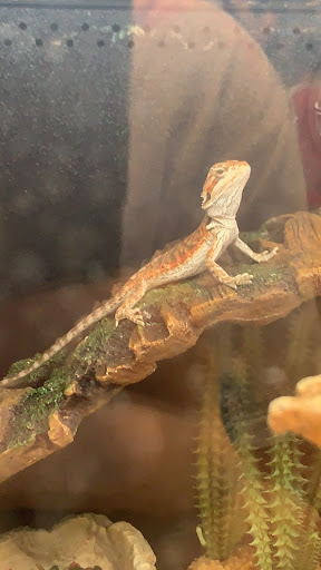 Pet Supply Store «PetSmart», reviews and photos, 828 Arnold Commons Dr, Arnold, MO 63010, USA