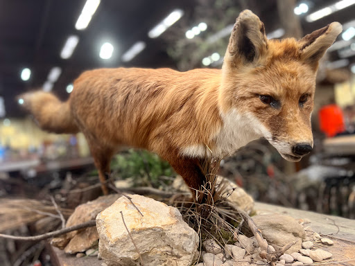 Sporting Goods Store «Bass Pro Shops», reviews and photos, 200 Bass Pro Dr, Round Rock, TX 78665, USA