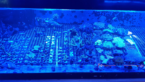 Tropical Fish Store «Blue Earth Corals & Aquariums», reviews and photos, 5791 Desoto Rd, Lake Worth, FL 33463, USA