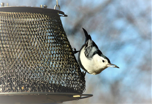 Prairie Melody Birdseed LLC