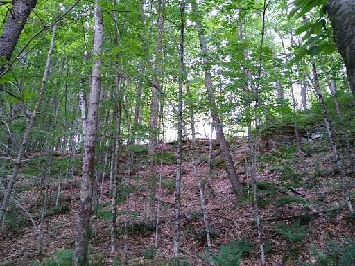 Nature Preserve «Eshqua Bog Natural Area», reviews and photos, Garvin Hill Rd, Woodstock, VT 05091, USA