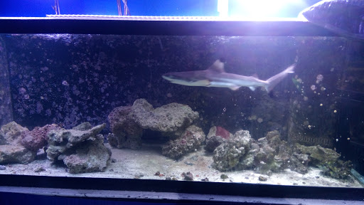 Tropical Fish Store «Richmond Aquarium», reviews and photos, 3645 Speeks Dr, Midlothian, VA 23112, USA