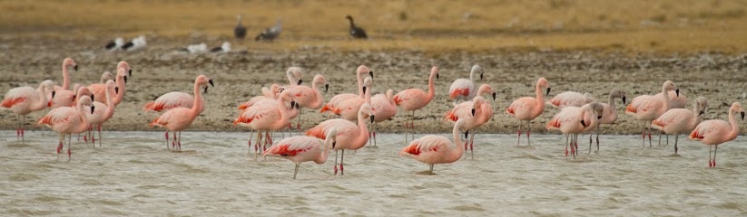 Zona de observación de aves