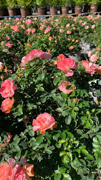 Beyond Paradise Nursery - Photo 3 - Car repair in Tomball, TX, The Woodlands