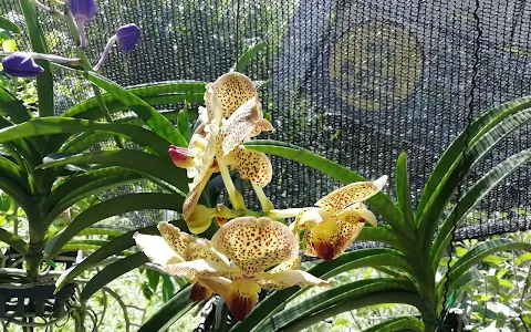 Sampath Orchid Flower image