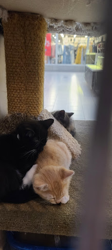 Pet Store «Alley Cat Pet Center», reviews and photos, 8700 NE Vancouver Mall Dr, Vancouver, WA 98662, USA