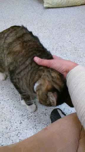 Pet Supply Store «Petco Animal Supplies», reviews and photos, 2784 W Peoria Ave, Phoenix, AZ 85029, USA