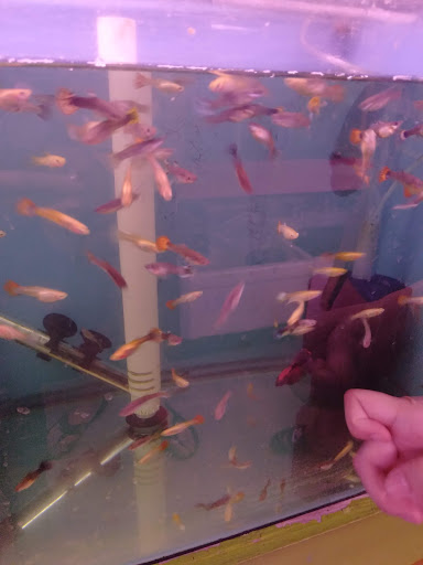 Pet Store «D D Fish & Pets», reviews and photos, 2413 S Fairview St, Santa Ana, CA 92704, USA