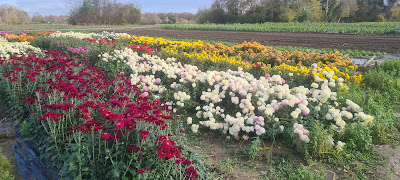 Libre Service Fleurs à Strasbourg