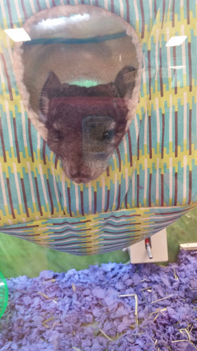 Pet Supply Store «PetSmart», reviews and photos, 573 N McKinley St, Corona, CA 92879, USA