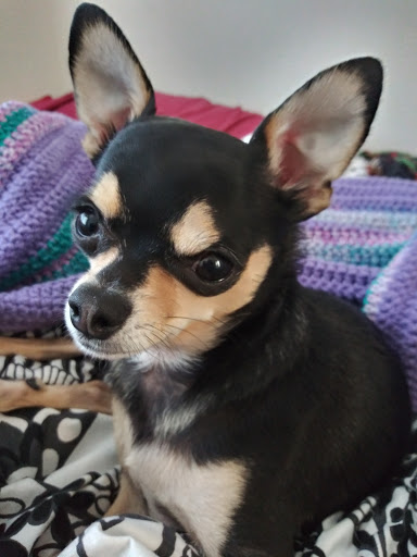 Pet Supply Store «Petco Animal Supplies», reviews and photos, 717 SE Geary St #101, Albany, OR 97321, USA