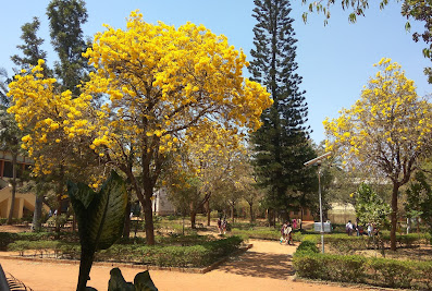 Kalpatharu First Grade Science College