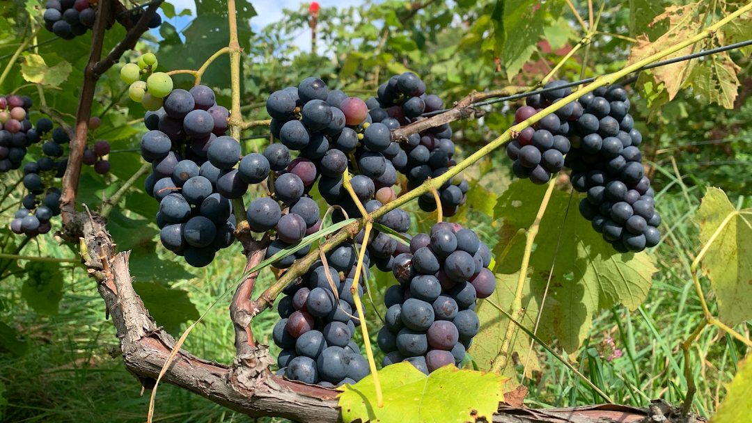 Maine Vineyard Management